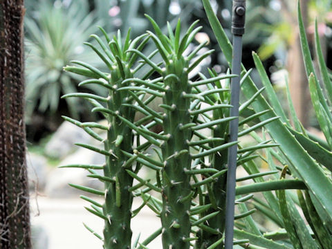 Austrocylindropuntia subulat