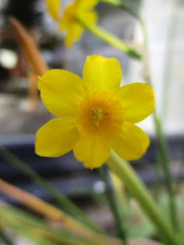 Narcissus cv.