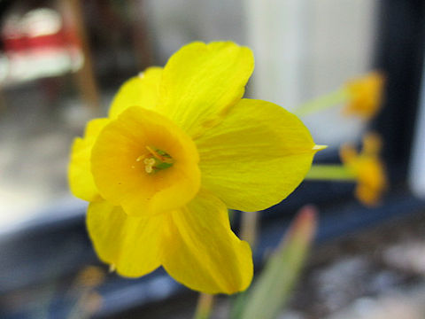 Narcissus cv.