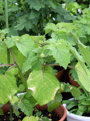 Physalis pruinosa