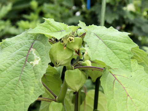 Physalis pruinosa