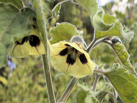 Physalis pruinosa