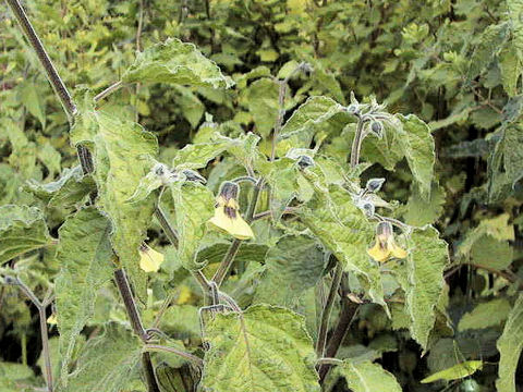 Physalis pruinosa