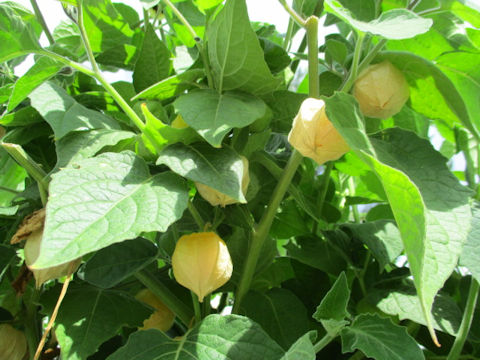 Physalis pruinosa