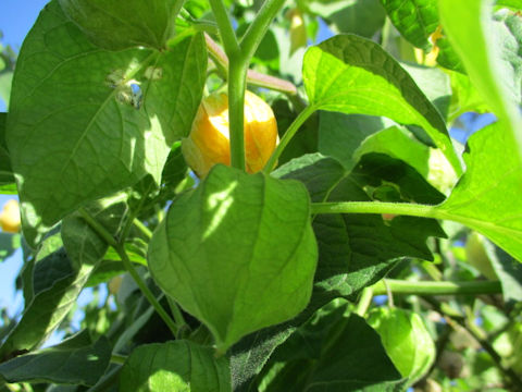 Physalis pruinosa