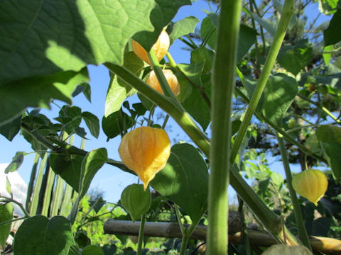 Physalis pruinosa