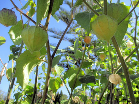 Physalis pruinosa