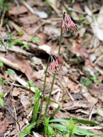 Heloniopsis orientalis