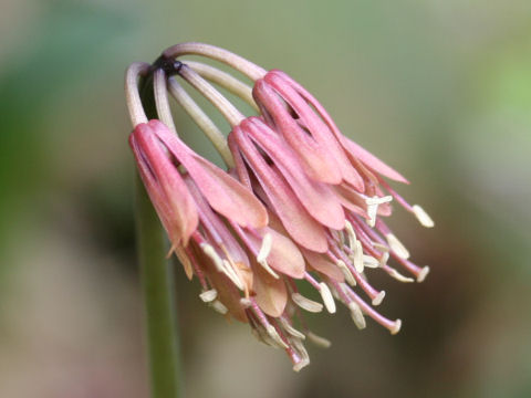 Heloniopsis orientalis