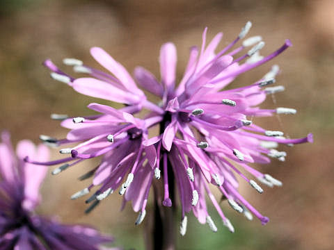 Heloniopsis orientalis