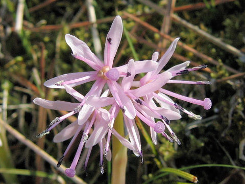 Heloniopsis orientalis