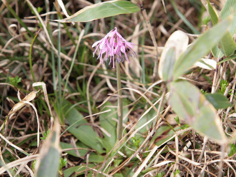 Heloniopsis orientalis