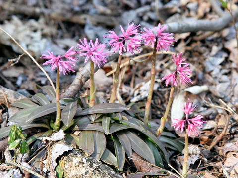 Heloniopsis orientalis