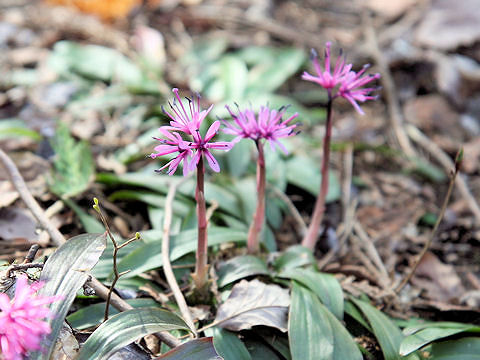 Heloniopsis orientalis