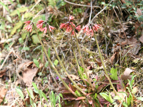 Heloniopsis orientalis