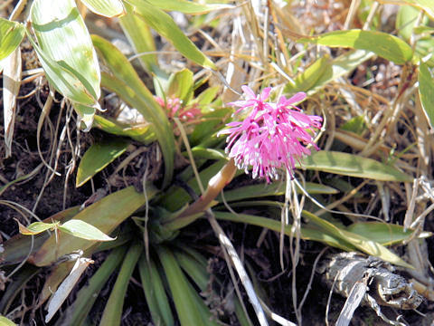 Heloniopsis orientalis