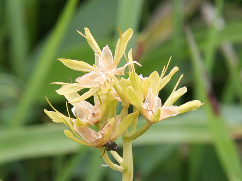 Heloniopsis orientalis