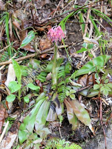 Heloniopsis orientalis