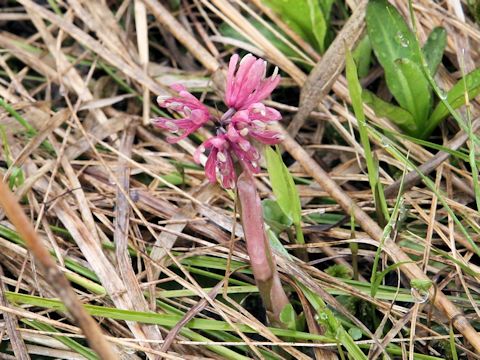 Heloniopsis orientalis