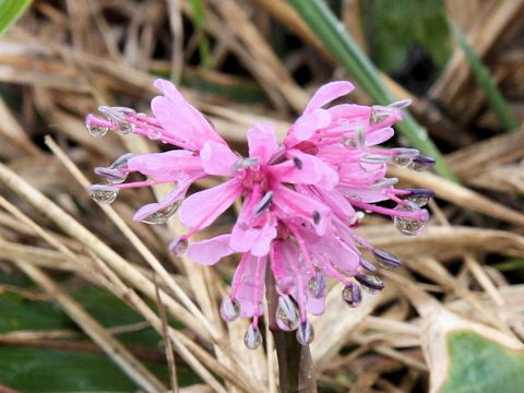 Heloniopsis orientalis