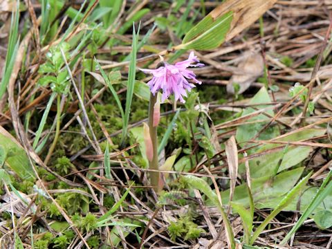 Heloniopsis orientalis