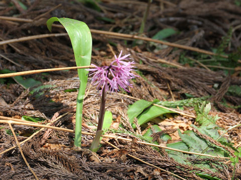 Heloniopsis orientalis