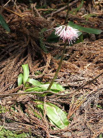 Heloniopsis orientalis