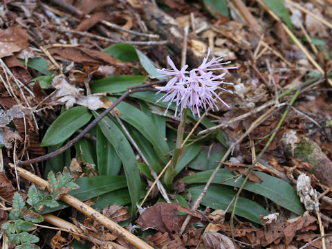 Heloniopsis orientalis