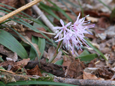 Heloniopsis orientalis