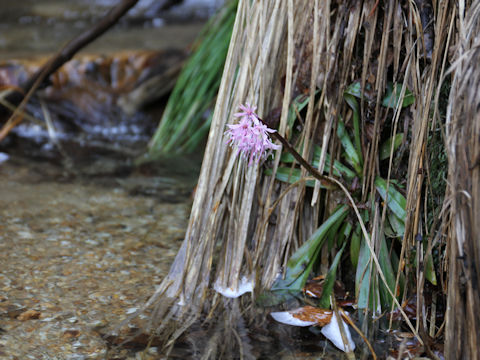 Heloniopsis orientalis