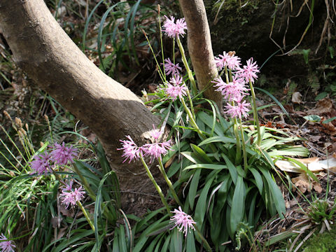 Heloniopsis orientalis