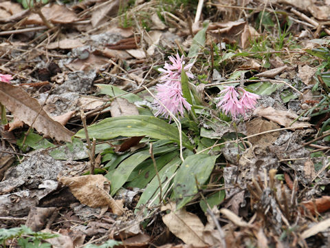 Heloniopsis orientalis