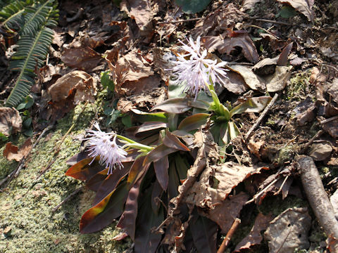 Heloniopsis orientalis