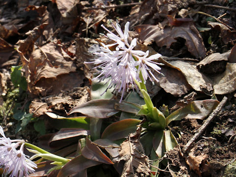 Heloniopsis orientalis