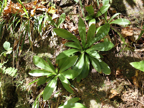 Heloniopsis orientalis