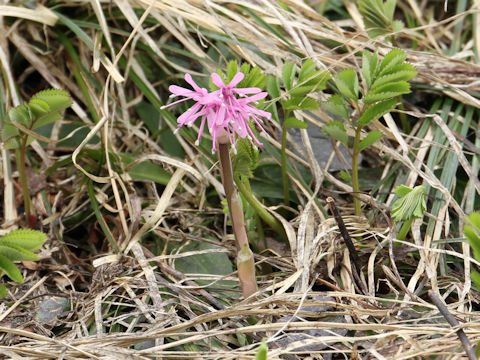 Heloniopsis orientalis