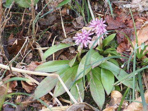 Heloniopsis orientalis