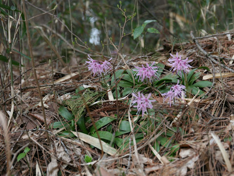 Heloniopsis orientalis