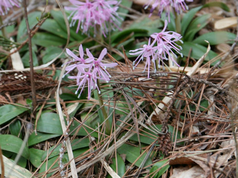 Heloniopsis orientalis