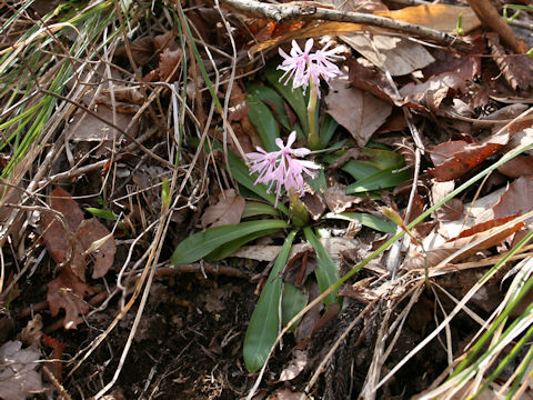 Heloniopsis orientalis