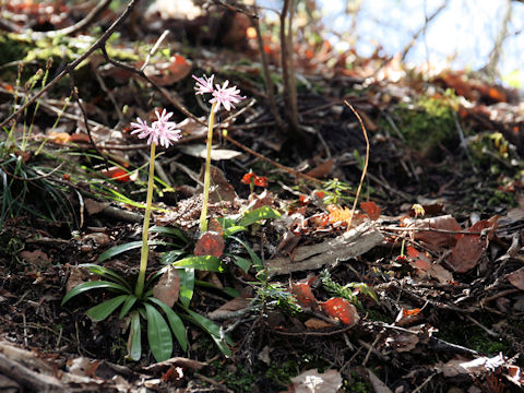 Heloniopsis orientalis