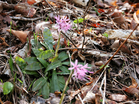 Heloniopsis orientalis