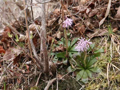 Heloniopsis orientalis