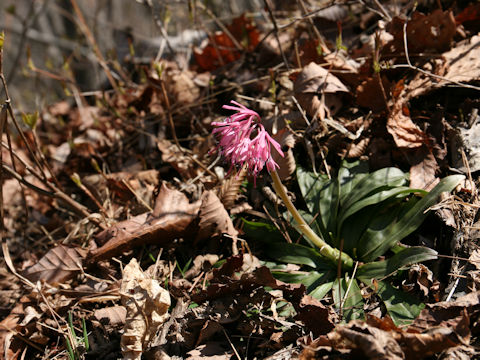 Heloniopsis orientalis