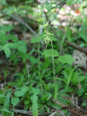 Heloniopsis orientalis