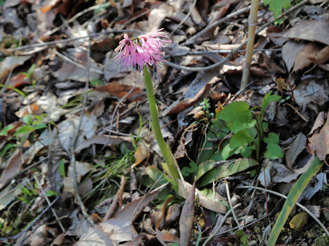 Heloniopsis orientalis