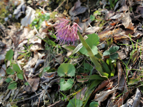Heloniopsis orientalis
