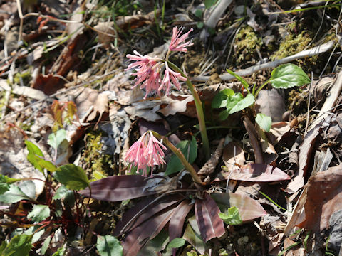 Heloniopsis orientalis