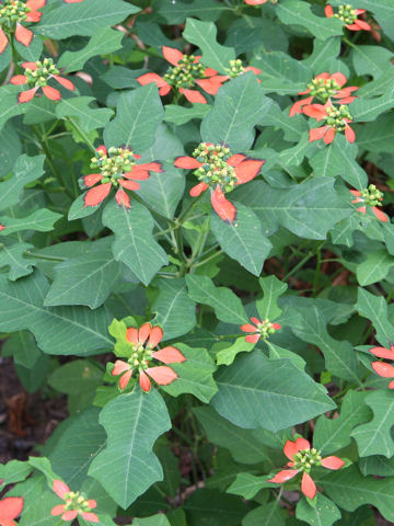 Euphorbia heterophylla