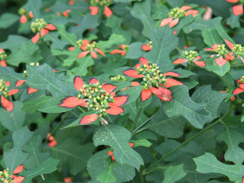 Euphorbia heterophylla